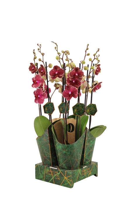 <h4>Signature Golden Nature Cover Phal Sesame 2T16+</h4>