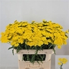Achilea Moonshine 70cm Extra
