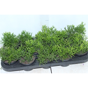 RHIPSALIS P11