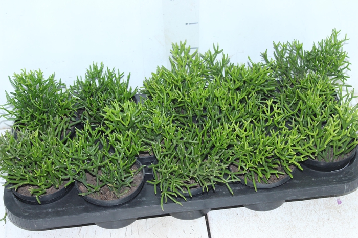 <h4>RHIPSALIS P11</h4>