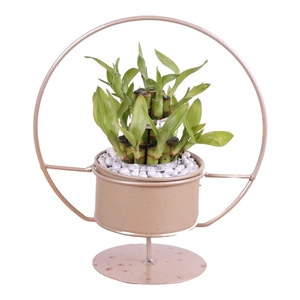 Lucky Bamboo Round 2Small in ø20cm Metal Gold Cirkle Frame