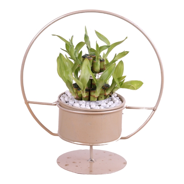 <h4>Lucky Bamboo Round 2Small in ø20cm Metal Gold Cirkle Frame</h4>