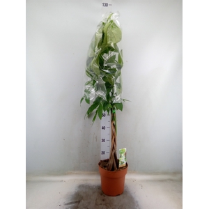 Pachira aquatica