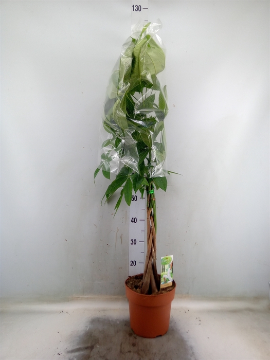<h4>Pachira aquatica</h4>
