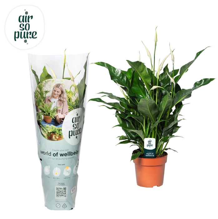 <h4>Spathiphyllum Sweet Curiosa - 13 cm Air So Pure Hoes + steker</h4>