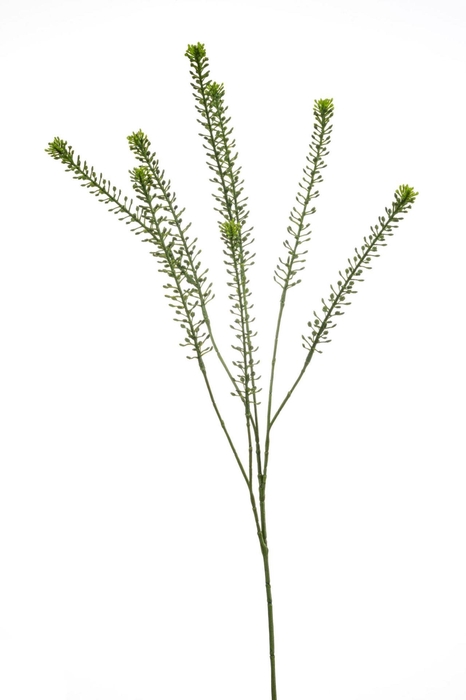 <h4>Lepidium spray green 85cm</h4>