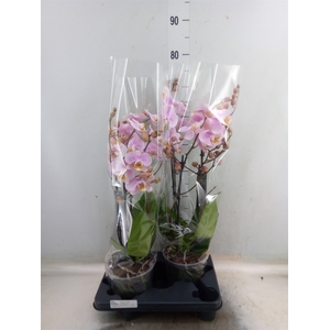 Phalaenopsis  'Marvellous lg Pink'