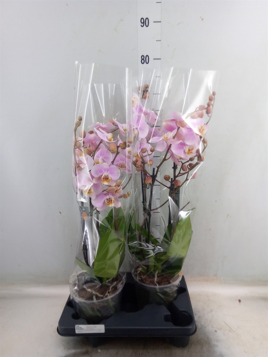 <h4>Phalaenopsis  'Marvellous lg Pink'</h4>