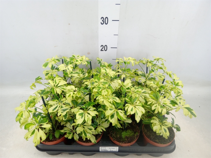 <h4>Schefflera arbor. 'Janine'</h4>