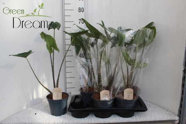 <h4>ALOC ZEBRINA</h4>