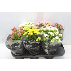 KALANCHOE DOBRADO P15