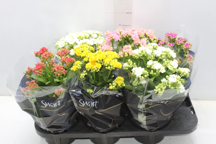 <h4>KALANCHOE DOBRADO P15</h4>