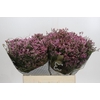 Limonium sinense Tiffany Diamond