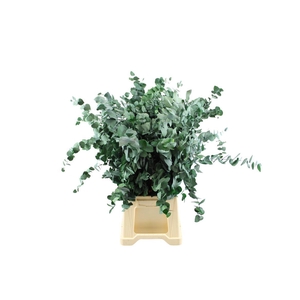 Gestabiliseerd Euca Stuartiana Groen
