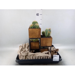 Arr. Cactus H%
