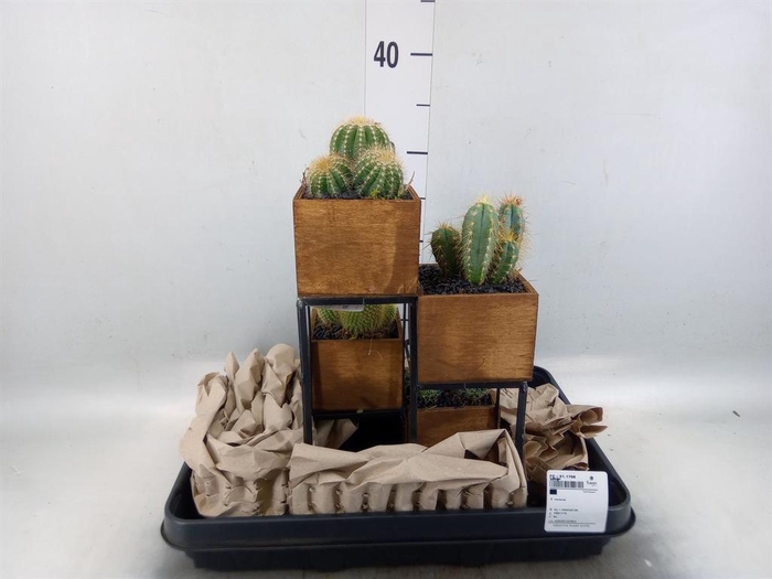 <h4>Arr. Cactus H%</h4>