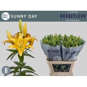 Li La Sunny Day 5+ Bredefleur