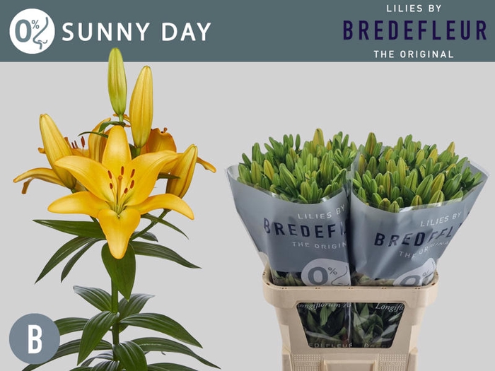 <h4>Li La Sunny Day 5+ Bredefleur</h4>