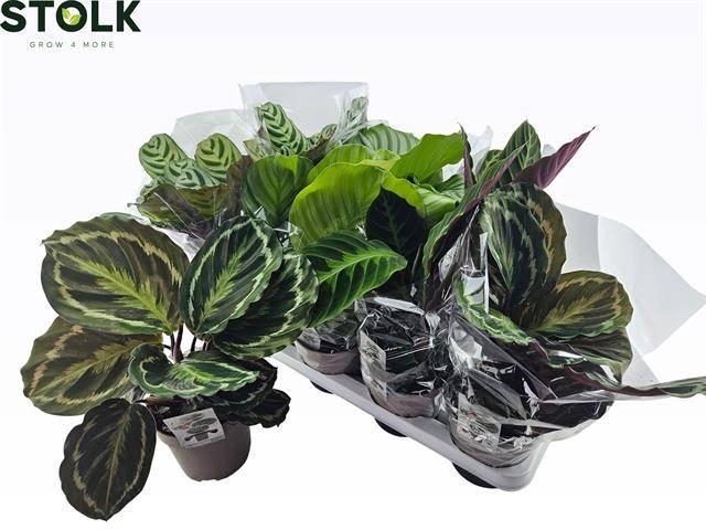 <h4>CALAT GEM 4 SRT</h4>