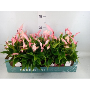 Anthurium andr. 'Lilli'