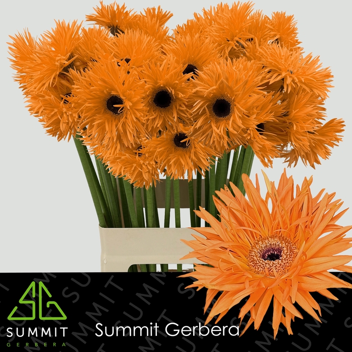 <h4>Gerbera Spider Bambu Water X40 Lang</h4>