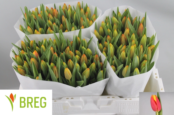 <h4>TU EN DOW JONES</h4>