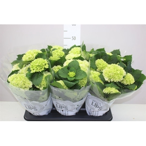 Hydrangea Schneeball 5-6 More Lips