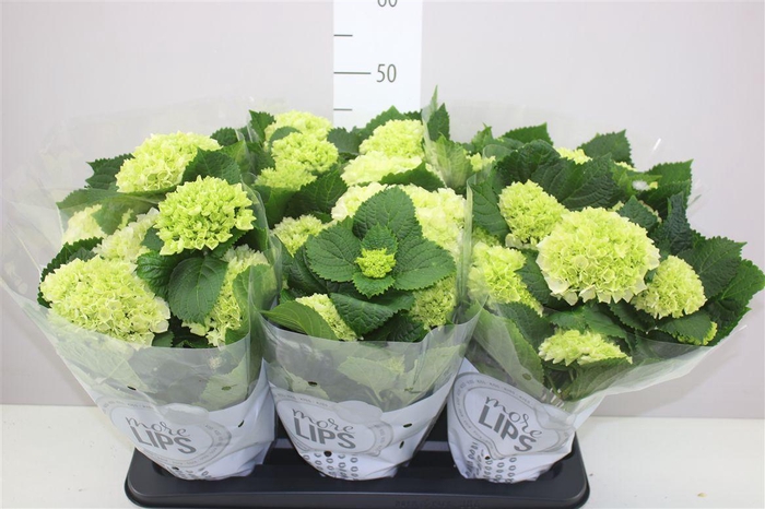 <h4>Hydrangea Schneeball 5-6 More Lips</h4>