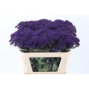 Trach Pu Lake Michig