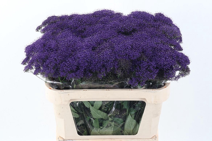 <h4>Trach Pu Lake Michig</h4>