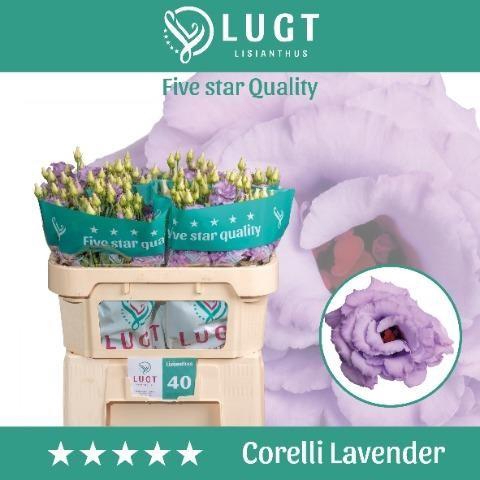 Lisianthus do corelli lavender