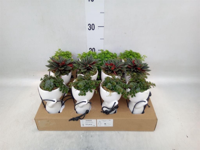 <h4>Arr.   Kamerplant Groen L%</h4>