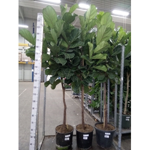 Ficus lyrata