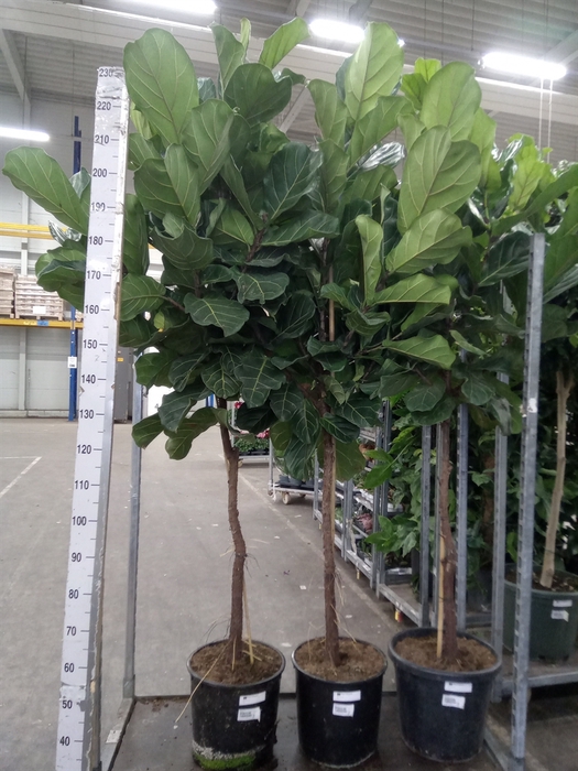 <h4>Ficus lyrata</h4>
