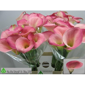 Zantedeschia candy dream
