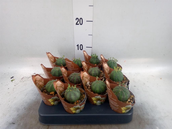 <h4>Euphorbia   ...</h4>