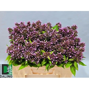 PHLOX P BRI EYES