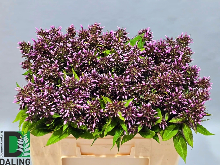 <h4>PHLOX P BRI EYES</h4>