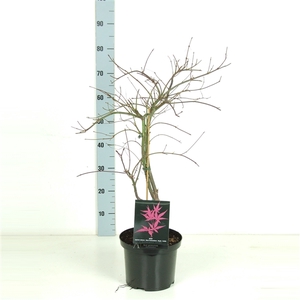 Acer palmatum 'Orangeola' P23 Full CC