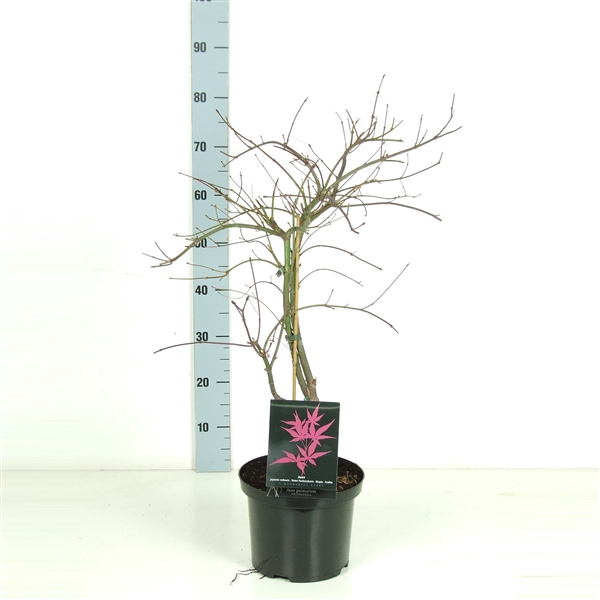 <h4>Acer palmatum 'Orangeola' P23 Full CC</h4>