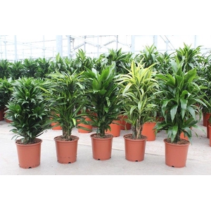 Dracaena fragrans Mixkar 24