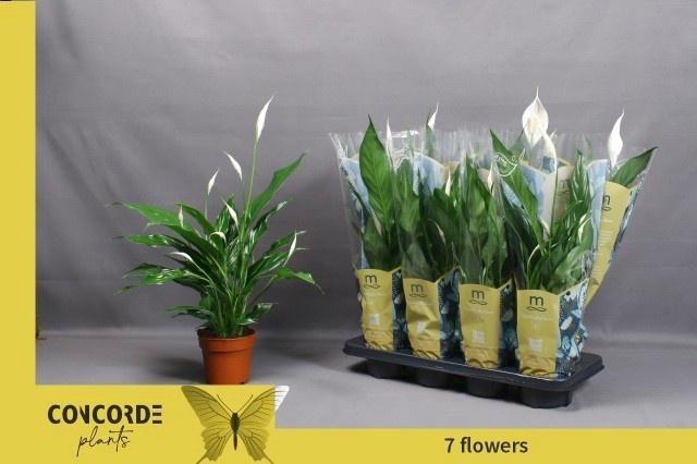 <h4>SPATH SWEET BENITO</h4>