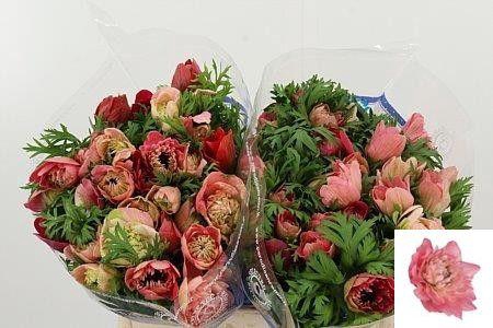 <h4>ANEM CO LEVAN ROSA</h4>