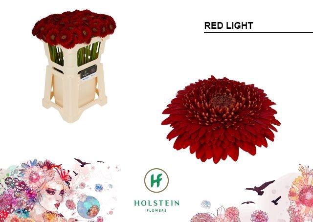 <h4>Ge Mb Pom Red Light</h4>