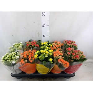 Kalanchoe blos.   ..rosebud mix  5