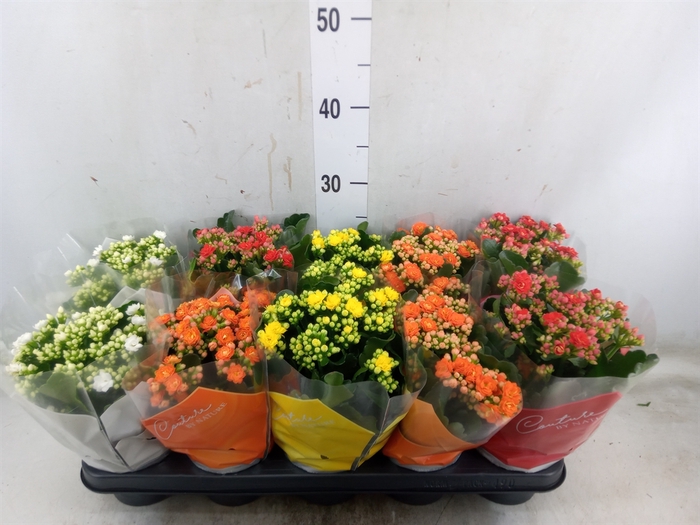<h4>Kalanchoe blos.   ..rosebud mix  5</h4>