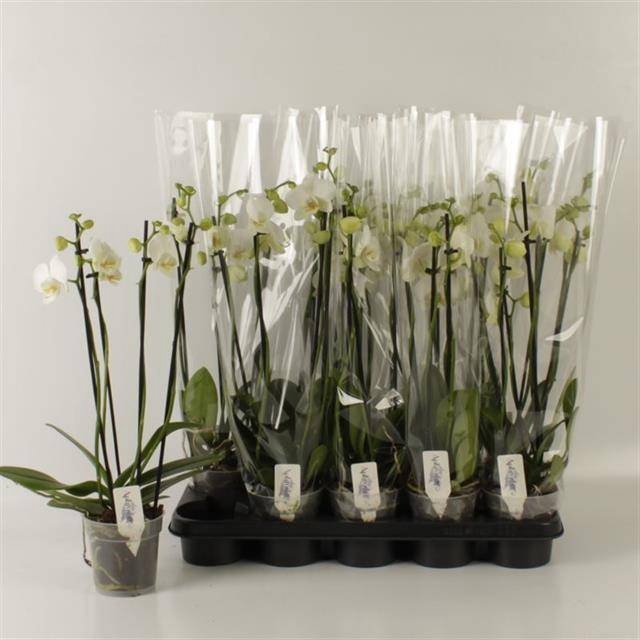 <h4>PHAL OV WIT</h4>