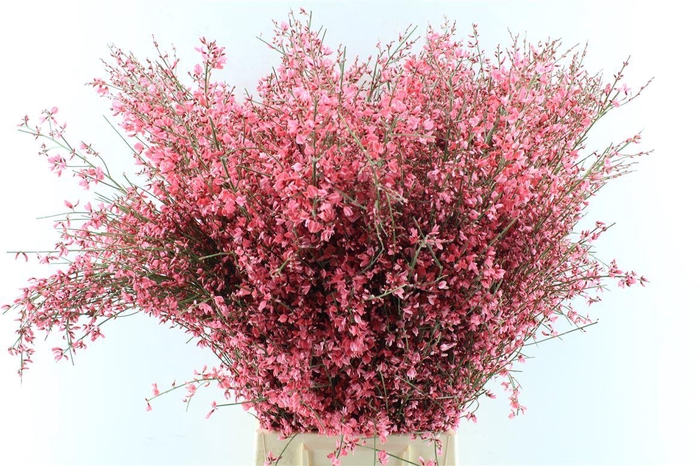 <h4>Ginster Red 400 Gram</h4>