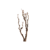 Syringa Branch Extra Gismonti