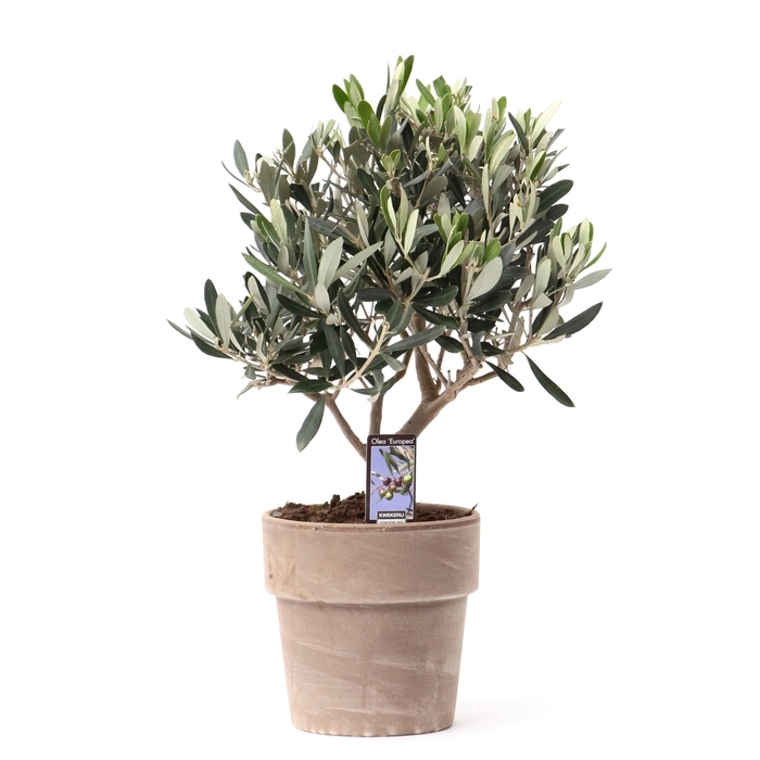 <h4>Olea Olijf in Pot Verona</h4>